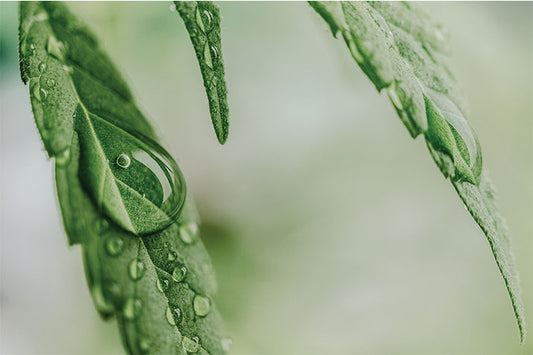 What does CBD oil taste like?