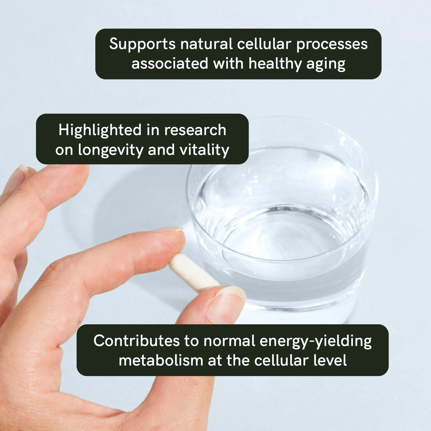 Nicotinamide Riboside (NR) Capsules
