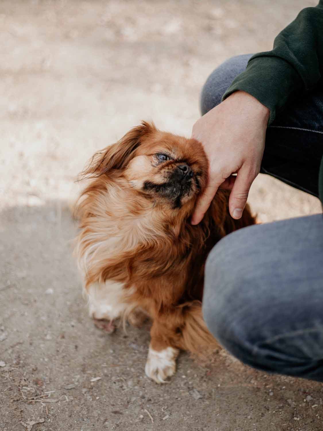 Dog 